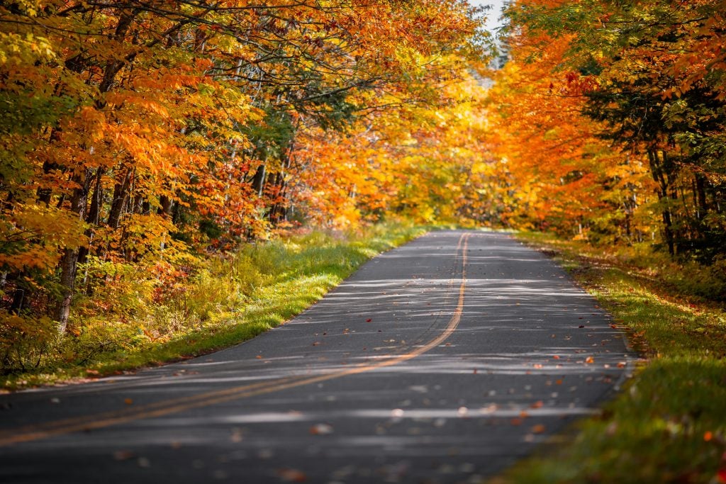 Seasonal fall colors in foliage alongside country road.
