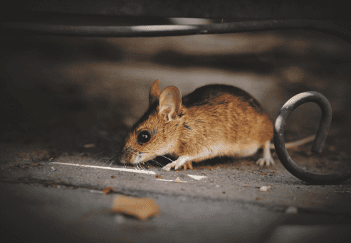 Mouse living in a RV compartment.